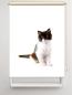 Preview: Rollo Felix Katzenbaby , Rollo, Motivrollo, Rollo mit Druck, Fotorollo, bedrucktes Rollo, Fensterrollo,verdunkelndes Rollo, Sonnenschutz Rollo